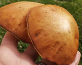 Foto del paso 2 de la receta: Hongos boletus silvestres en reducción de licor