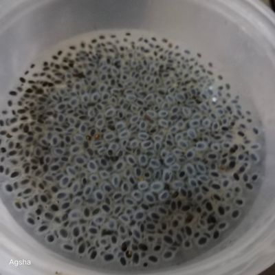 Langkah 4