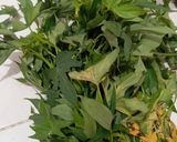 Foto langkah ke 1 dari resep 🟨Gulai Daun Ubi / singkong ▶️ Cassava / Sweet Potato Leaves Curry🟥.