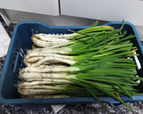 Foto del paso 1 de la receta: Calçots a la parrilla, fácil, fácil¡¡