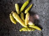 Cuka pempek DEBM