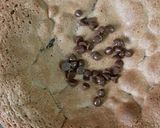 Foto del paso 4 de la receta: Bizcochuelo con 3 ingredientes