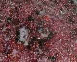 Foto del paso 2 de la receta: Mermelada de moras sin azúcar