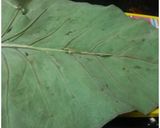 A picture of step 5 of Besan patra.
