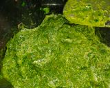 A picture of step 2 of Hari chutney😋.