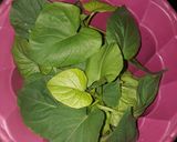 Foto langkah ke 1 dari resep Sayur Bening Daun Telo.