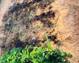 A picture of step 1 of Organic Home Grown Cauliflower and Greens Salad.