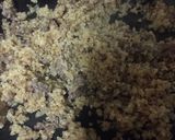 Foto del paso 3 de la receta: Zapallitos rellenos con quinoa
