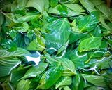 Hình bước làm 3 của món Đùi Gà Rút Xương Xào Húng Quế