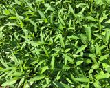 Hình bước làm 1 của món Rau muống, mùng tới, rau rền đỏ luộc