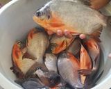 Foto del paso 1 de la receta: Enchipado de paco 🐠 en la selva