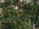 Rendang Daun Singkong