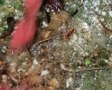 A picture of step 6 of Spicy Chicken Biryani.