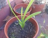 Foto del paso 1 de la receta: Provenzal con verdeo de ajo