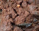 Foto langkah ke 3 dari resep Rendang Daging~ simpel.
