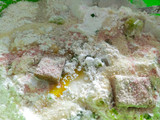 Siomay Ayam Labu Siam