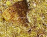 Gambar langkah 3 resipi Ikan Siakap Goreng Bawang.