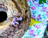 Foto del paso 4 de la receta: Budín integral de lentejas y cacao💜