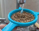 Foto del paso 6 de la receta: Germinados 🌱 lentejas orgánicos