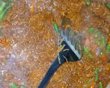 A picture of step 3 of Vermicelli.