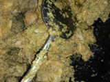 Ayam Serundeng Kelapa