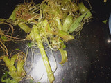 Pumpkin and Managu Vegetables