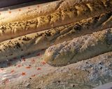 Foto del paso 12 de la receta: Pan rústico (Baguette)