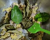 Foto langkah ke 2 dari resep Soto Mie.