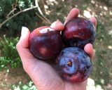 Une image de l'étape 2 de Clafoutis aux prunes sans lait et au sirop d’agave 🌺.
