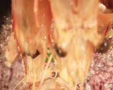 Une image de l'étape 2 de Spaghetti à l'encre de seiche gambas.