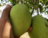 Foto langkah ke 3 dari resep Sayur asem bening, pakai mangga muda.