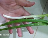 Foto langkah ke 3 dari resep Oncom.