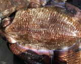 澎湖野生花枝生魚片(處理花枝)的食譜步驟1照片