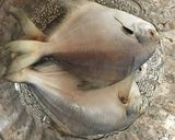 A picture of step 1 of Spicy Pomfret Fish Recipe.