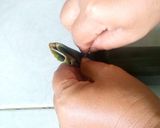 Foto langkah ke 4 dari resep Pepes Ikan Tongkol Suir.