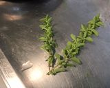 Une image de l'étape 7 de Salade de frisée aux tomates,mozzarella et fleurs de basilic.