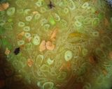 Foto langkah ke 4 dari resep Soto Khas Kutai.