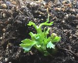A picture of step 1 of California Farm Forever Celeriac and Celery Tops.