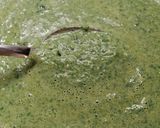 Gluténmentes spenótfőzelék recept fázis 3 fotója