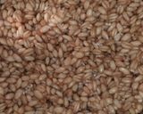 A picture of step 1 of Whole wheat kheer/halwa.