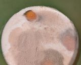 Foto del paso 1 de la receta: Pancitos de masa integral de cuchara