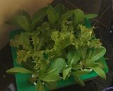Foto langkah ke 3 dari resep Chicken salad.