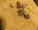 A picture of step 3 of Daigi Masala.