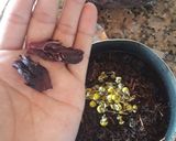 Foto del paso 2 de la receta: Te helado 🍹