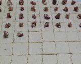 Foto del paso 5 de la receta: Postre de sémola o Vitina