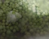 صورة لخطوة 1 من وصفة مسفوف باللبن 🍶 رائع