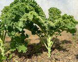 Hình bước làm 1 của món Mì Gói Nấu Tôm Nõn & Cải Xoăn Kale