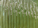 Kue Bugis