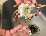 🦀彩椒滑蛋澎湖扁蟹🦀的食譜步驟4照片