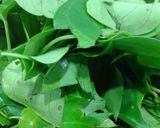 Hình bước làm 2 của món Canh Gà Lá Giang